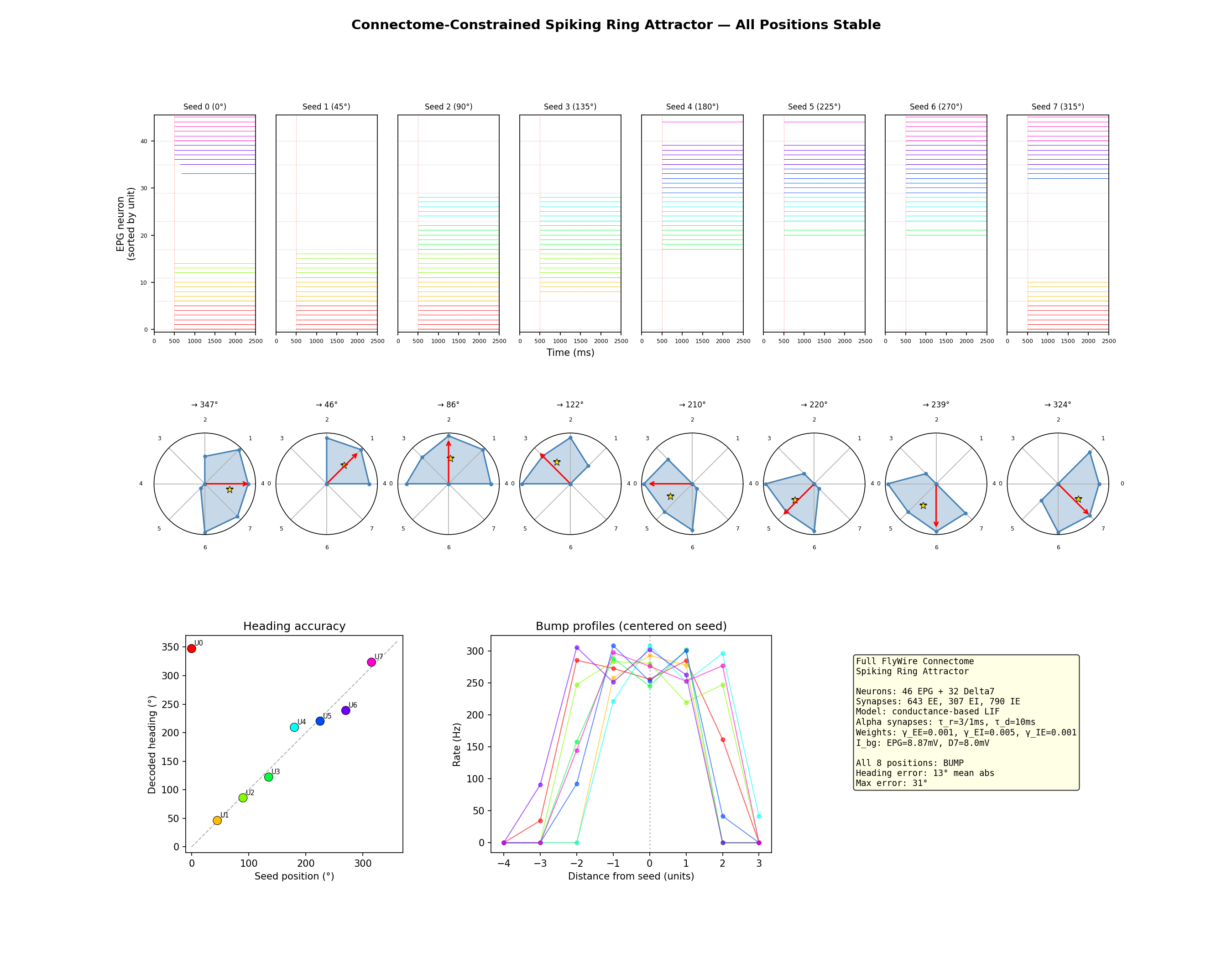 Self-sustaining spiking ring attractor on the full FlyWire connectome. 46 EPG and 32 Delta7 neurons with real per-neuron synapse counts, conductance-based LIF, alpha synapses (τ_rise = 3 ms, τ_decay = 10 ms). Top row: EPG raster plots for each of 8 seed positions, color-coded by unit. The bump persists for 2+ seconds after seed removal (red dashed line). Middle row: polar firing-rate profiles showing the bump at each position, with decoded heading (gold star) and seed direction (red arrow). Bottom: decoded heading versus seed position (left, 13° mean error) and overlaid bump profiles centered on seed (right), showing consistent shape with position-dependent asymmetries from the heterogeneous connectome.