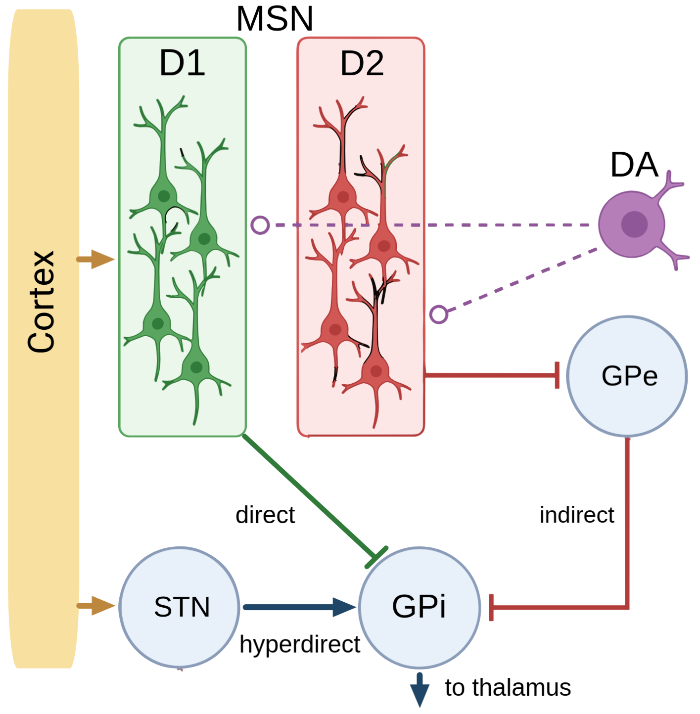 The mammalian direct/indirect pathway diagram. D1 MSNs send the 