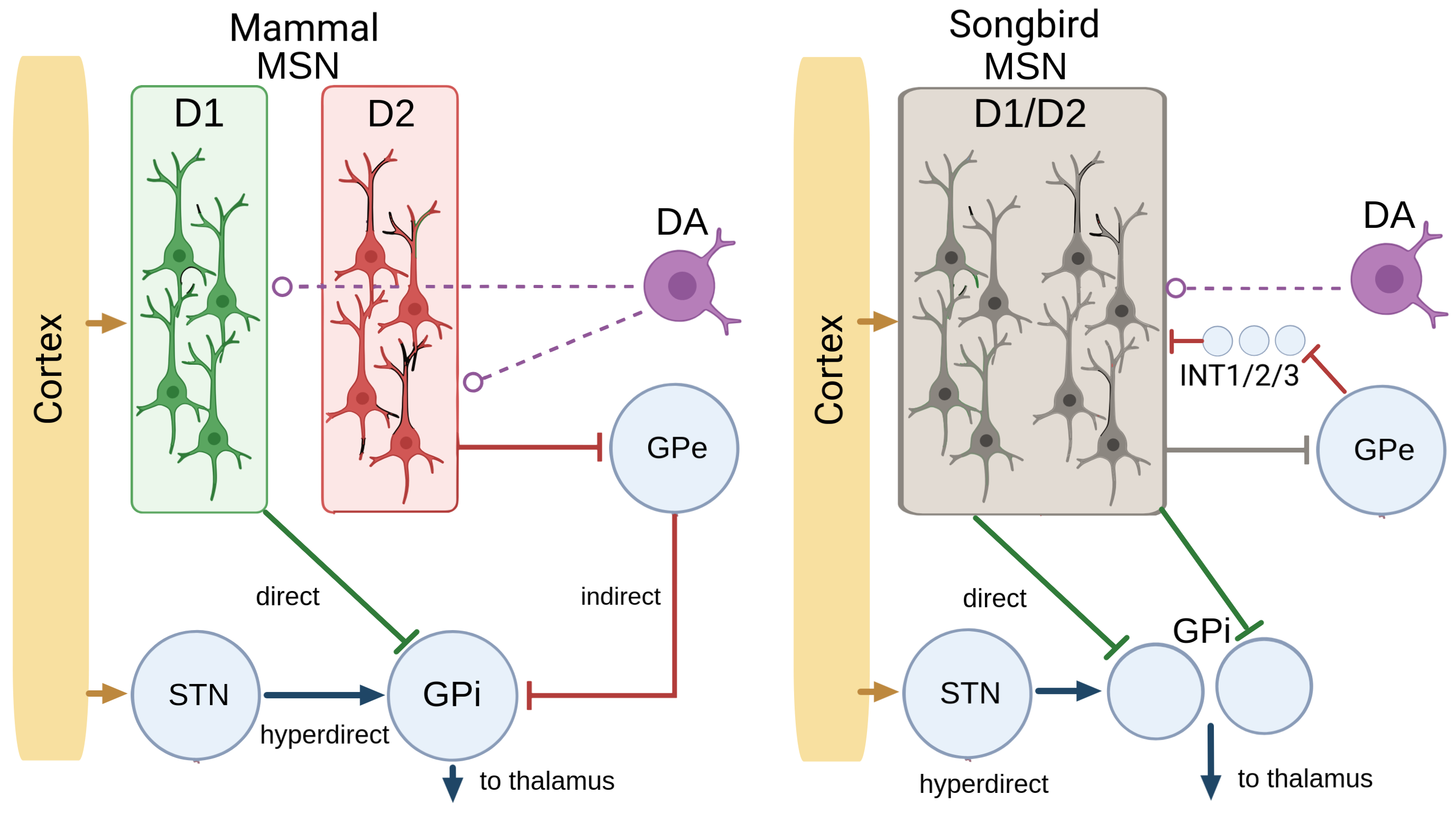 Two schematics side by side. Left: mammalian architecture, D1 and D2 MSNs feeding one GPi. Right: songbird architecture, one MSN population feeding two GPi populations. The direct+hyperdirect convergence motif is preserved on the right, just at a different anatomical level.