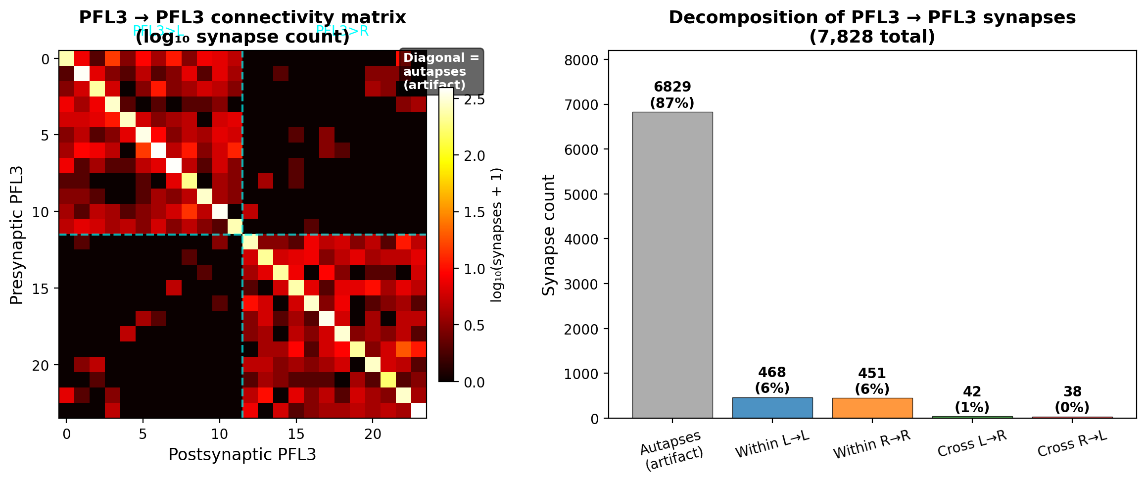 PFL3 recurrence is almost entirely autapses. Left: PFL3→PFL3 connectivity matrix from FlyWire (log₁₀ synapse count). The bright diagonal — neurons synapsing onto themselves — dominates the matrix. Dashed cyan lines separate the PFL3>L and PFL3>R populations; off-diagonal connections are sparse and almost entirely within-population. Right: decomposition of all 7,828 PFL3→PFL3 synapses. Autapses (self-connections) account for 87%, a known artifact of automated synapse detection in connectome reconstructions. Genuine cross-neuron recurrence totals 999 synapses (13%), split roughly equally between the two populations with negligible cross-population connections (1%).