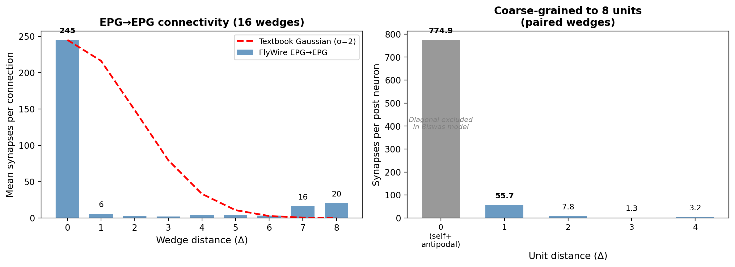EPG→EPG connectivity profile. Left: Mean synapses per connection at each wedge distance in the FlyWire EPG→EPG network (blue) versus a textbook Gaussian profile (red dashed). Real connectivity is dominated by same-wedge recurrence (245 syn/edge at Δ0) with a secondary antipodal peak at Δ7–8, and almost no lateral spread to neighbors (6 syn/edge at Δ1). Right: after coarse-graining to 8 paired wedge-units, the antipodal connections fold into same-unit (774.9 syn/post), revealing substantial nearest-neighbor coupling (55.7 syn/post) that enables continuous attractor dynamics in the Biswas framework. The diagonal  (self-unit) is excluded in the rate model.
