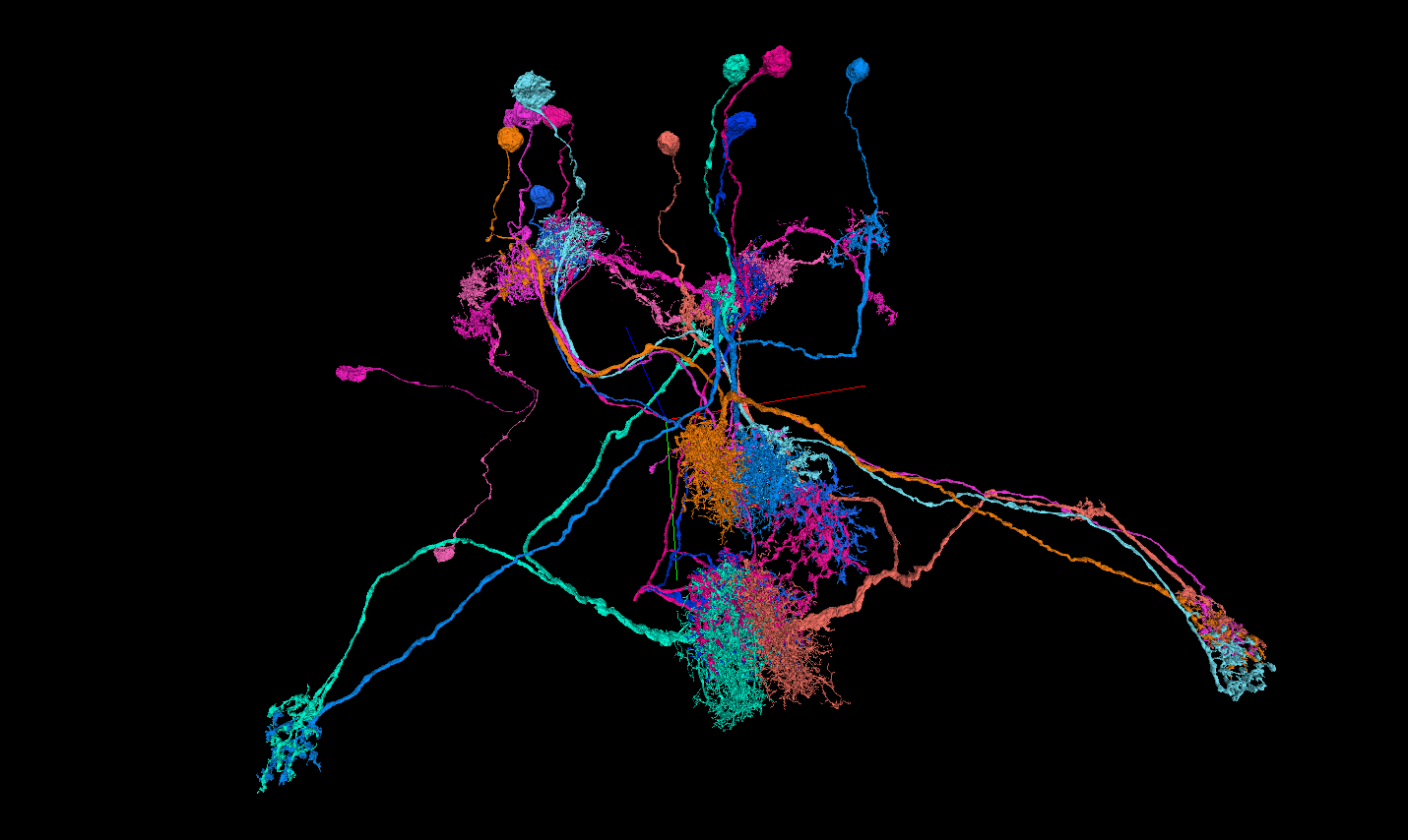 A small representative circuit of 12 neurons across 4 
